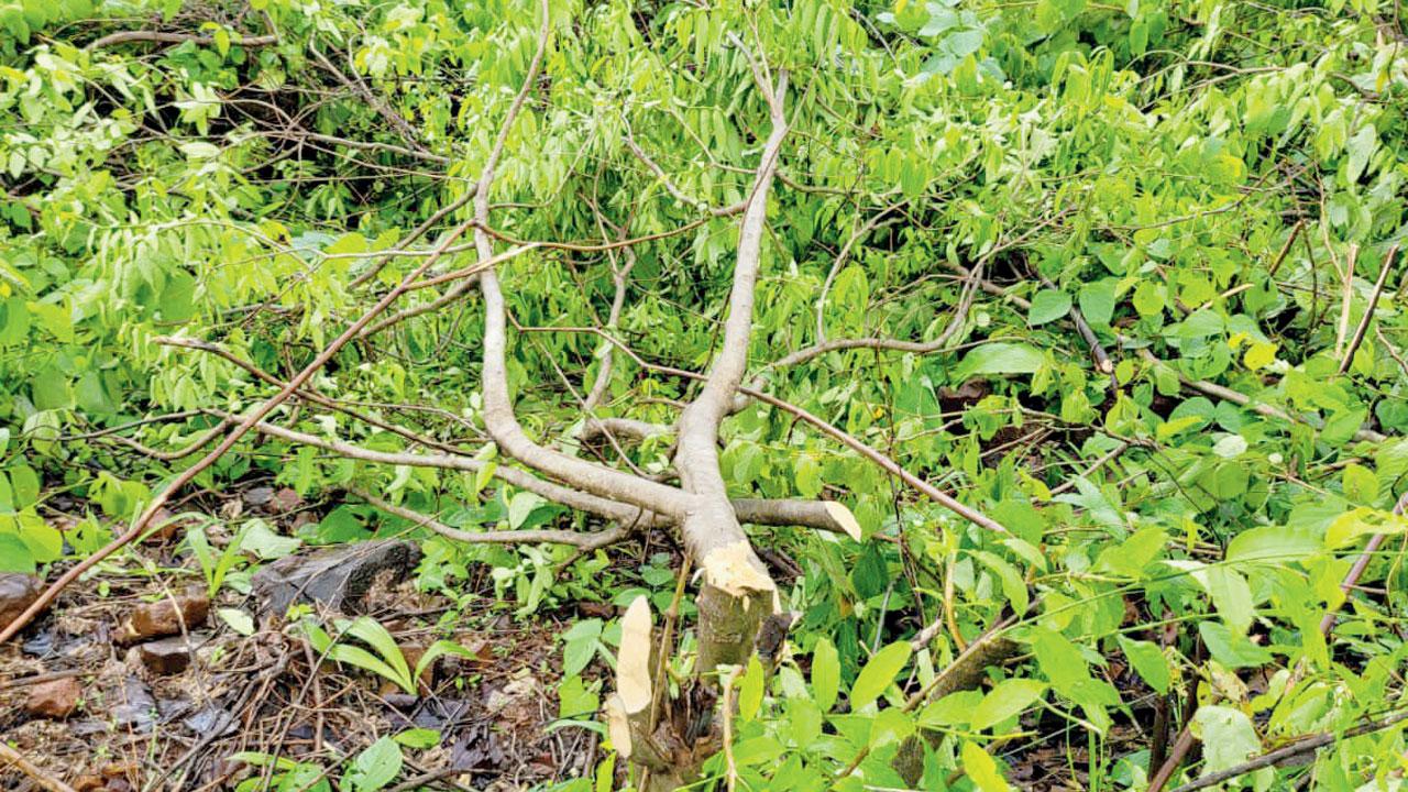 One of the trees that were allegedly illegally felled on the Goregaon plot in July. This photo was shared by the complainant