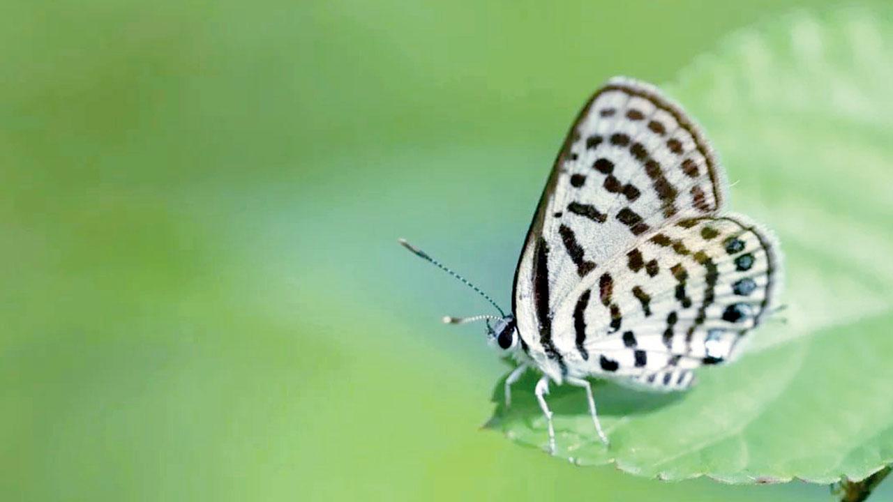Picture clicked by Ashvini Kumar Chhabra. PIC COURTESY/FACEBOOK