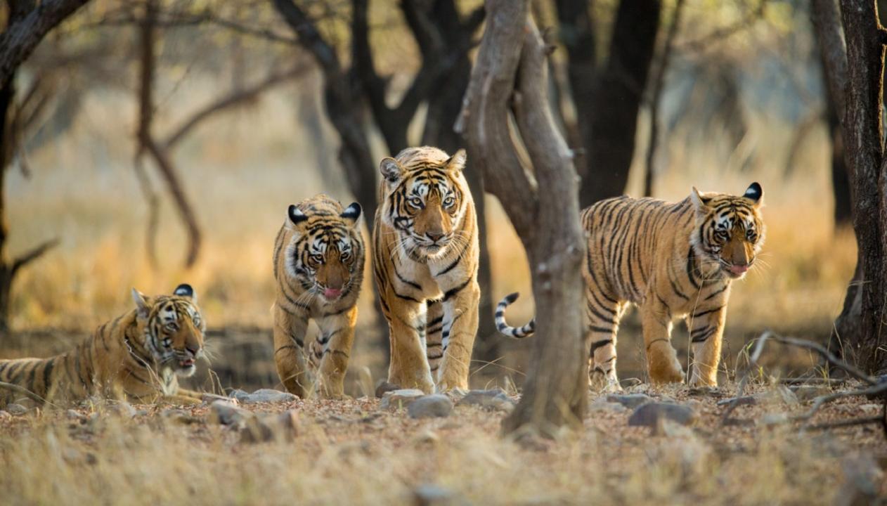 69 per cent decline in wildlife populations worldwide since 1970: WWF report