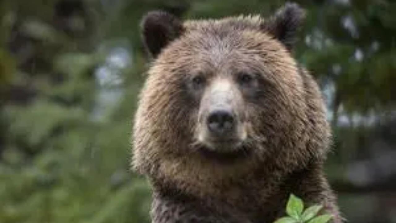 Four injured in bear attack in Jammu and Kashmir's Poonch