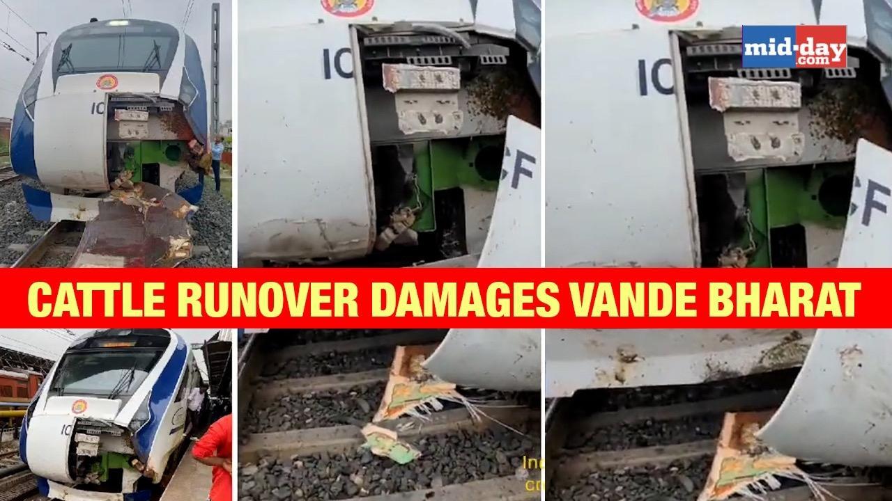 Mumbai-Gandhinagar Vande Bharat train damaged after cattle hit