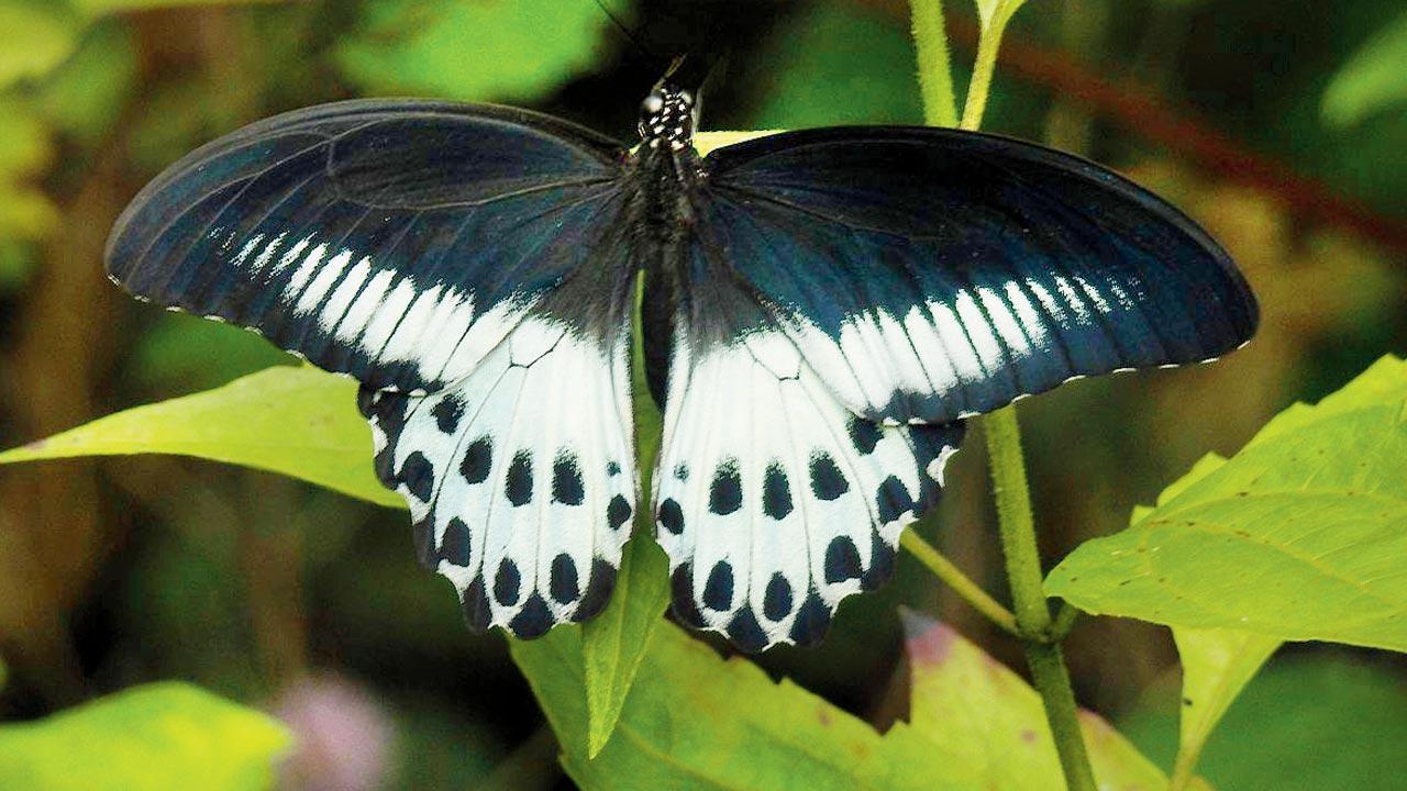 Why you should attend BNHS's Butterfly Festival this weekend if you love nature