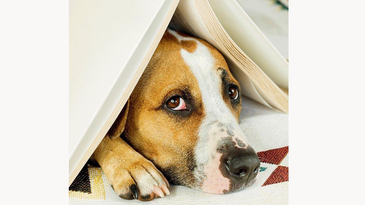 Diwali 2022: Do you have a pet? Use these tips to help them deal with the noise