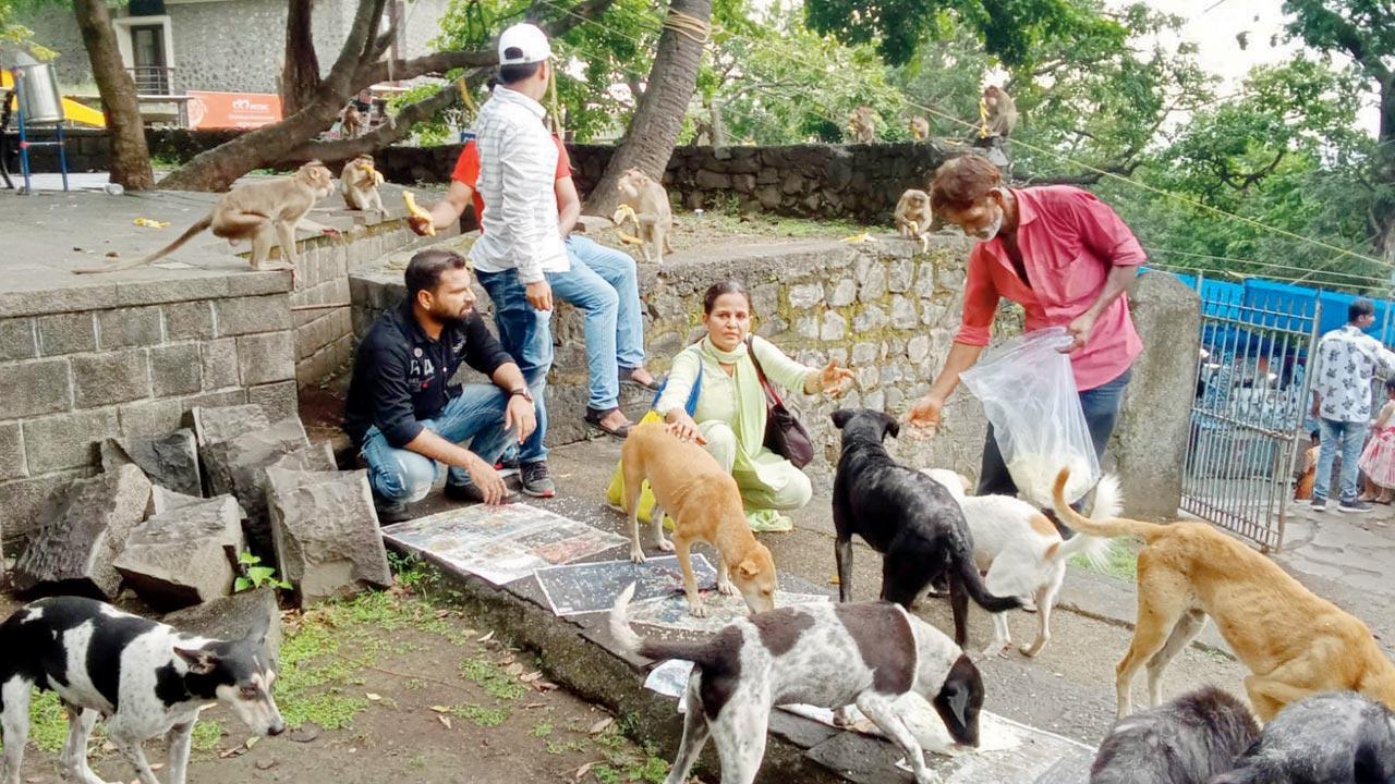 Maharashtra: Help pours in for starving dogs, monkeys at Elephanta island