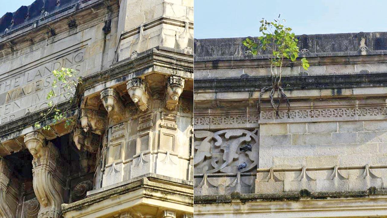 A sapling grows out of the crevices of the Gateway of India at Colaba.  Pics/Atul Kamble