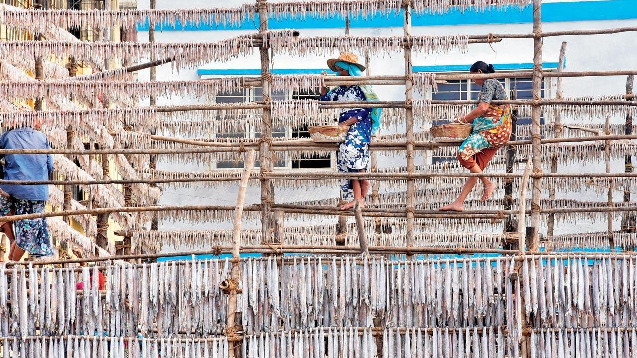 Mumbai: October rain has destroyed 60 per cent of our produce, say fisherfolk Mumbai: October rain has destroyed 60 per cent of our produce, say fisherfolk