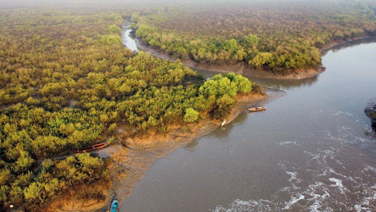 21 gobioid fish species exist along Maharashtra coast: Study