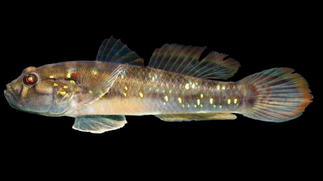 A spotted green goby