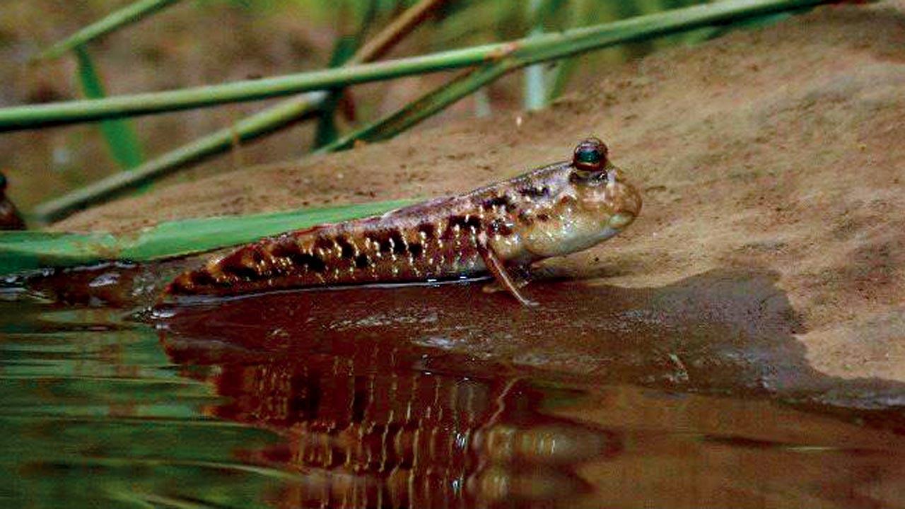 A juvenile Bombay mudskipper