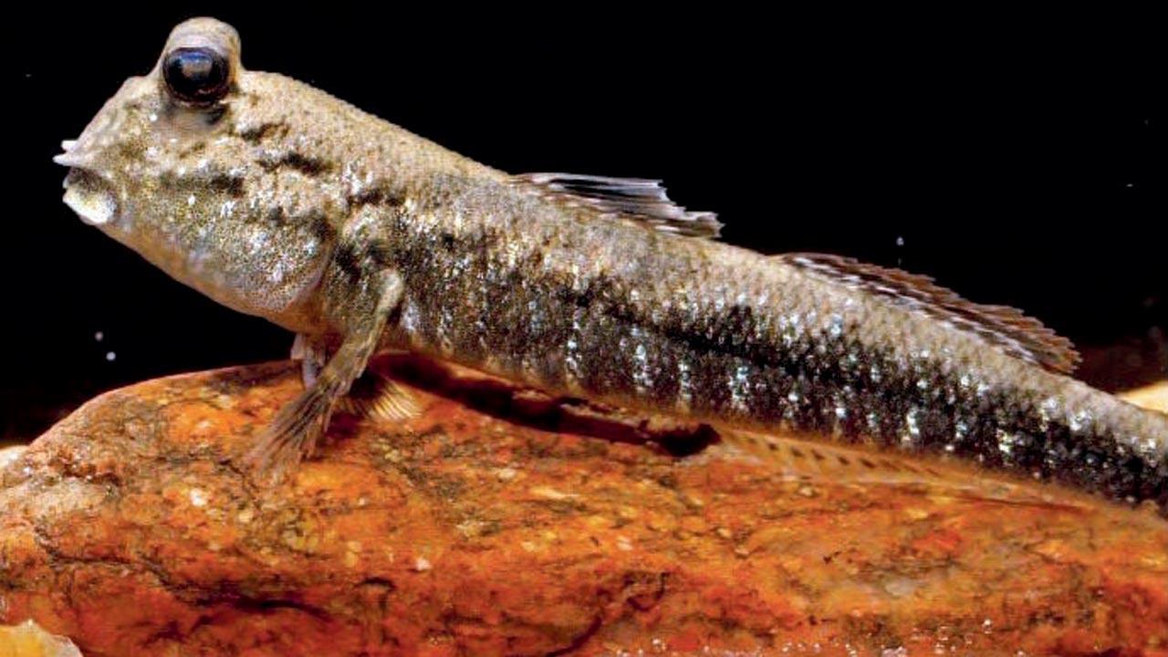 A barred mudskipper, which the researchers found at Panvel creek 