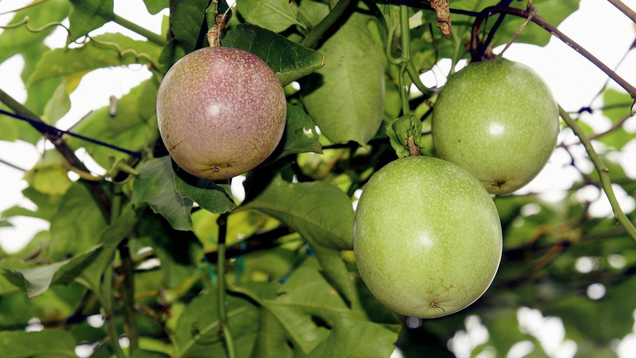 Passion fruits ready for harvest
