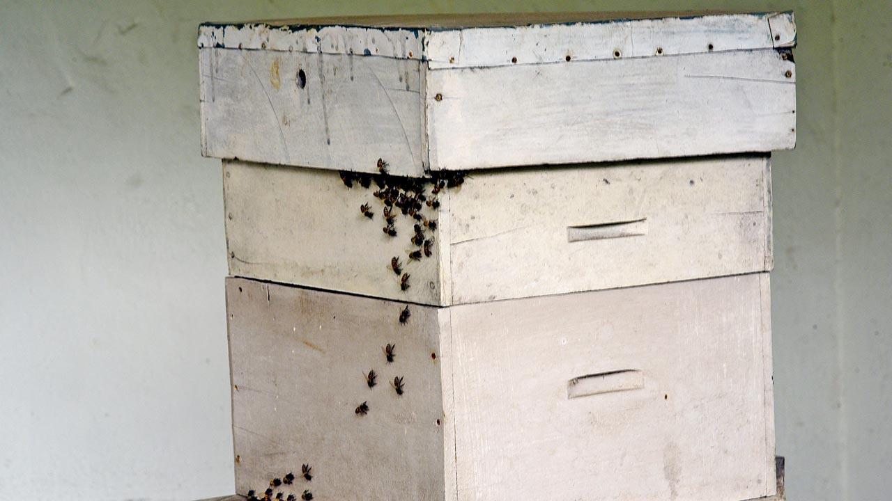 Soorenji’s bee box