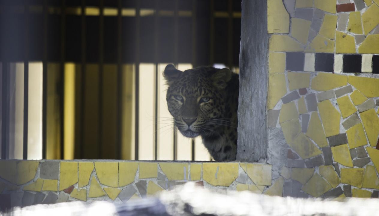 Mumbai: Leopard walks into trap cage in Aarey Colony; yet to be ascertained if it killed toddler two days back