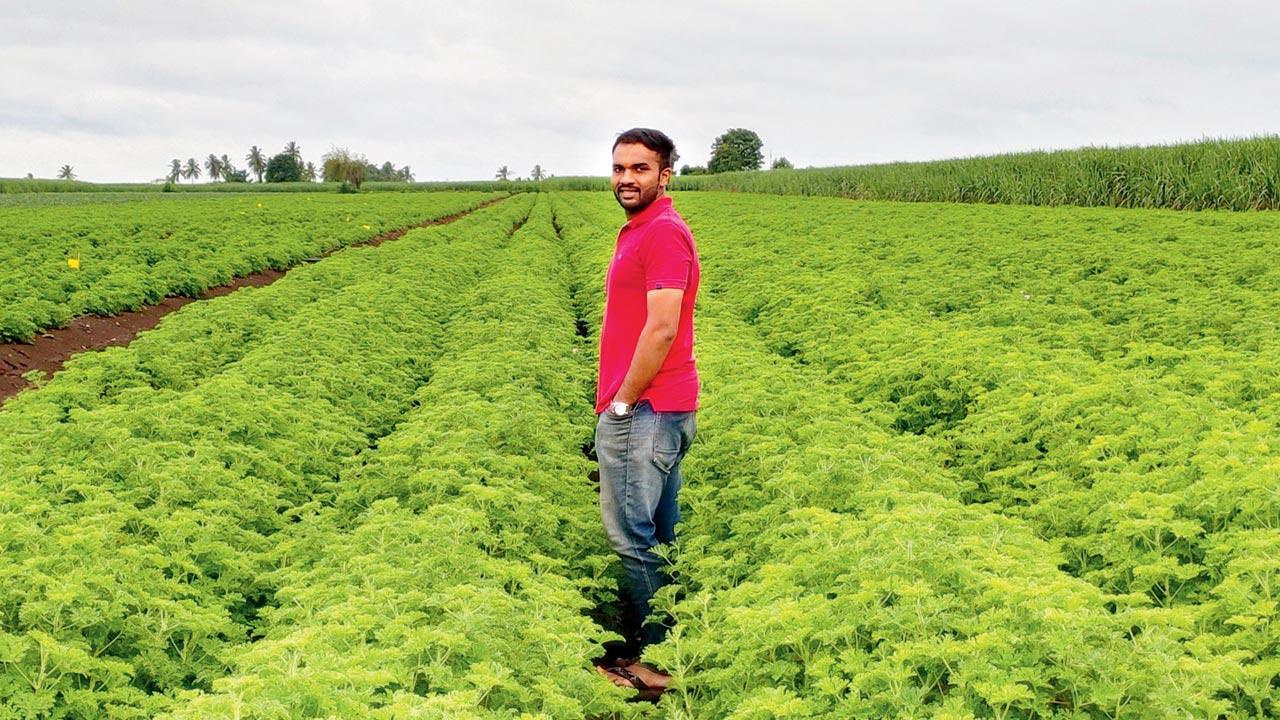 Sansar and team say they have worked with several generations of farmers; seen here is one of their collaborators from Baramati in Maharashtra where he grows geranium, a bushy herbaceous plant. Its leaves are distilled for what’s seen as a gender-neutral, subtle, rosy-lemony aromatic undertone, and geranium essential oil is said to reduce feelings of stress and fatigue. Pic Courtesy/Anuradha Sansar