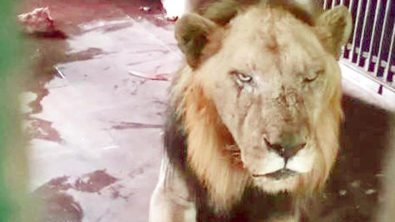 Mumbai: SGNP loses its oldest captive lion, Ravindra
