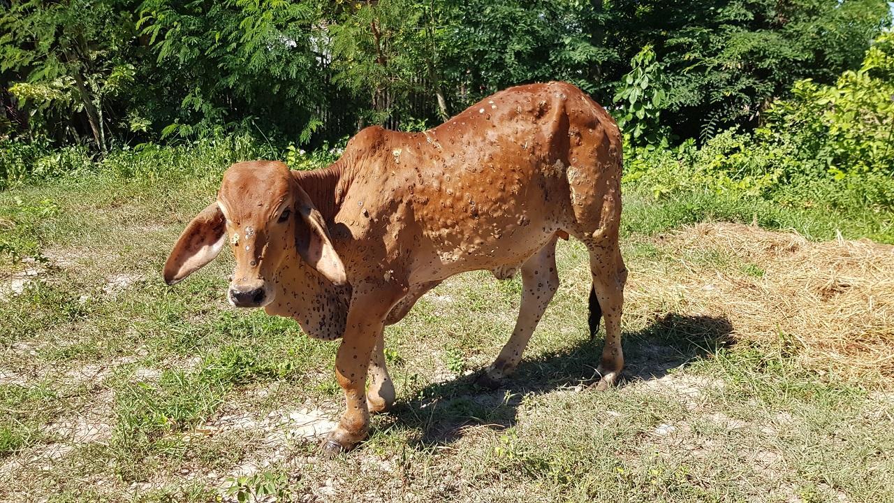 More than 86 per cent infected cattle recovered from lumpy skin disease in Madhya Pradesh, no casualties in 10 days
