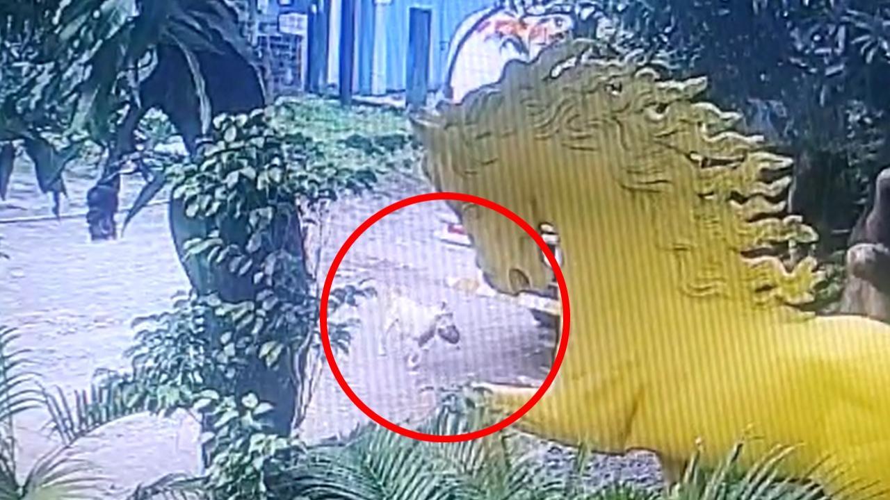 Dog spotted carrying human skull in CCTV footage, Navi Mumbai cops launch probe