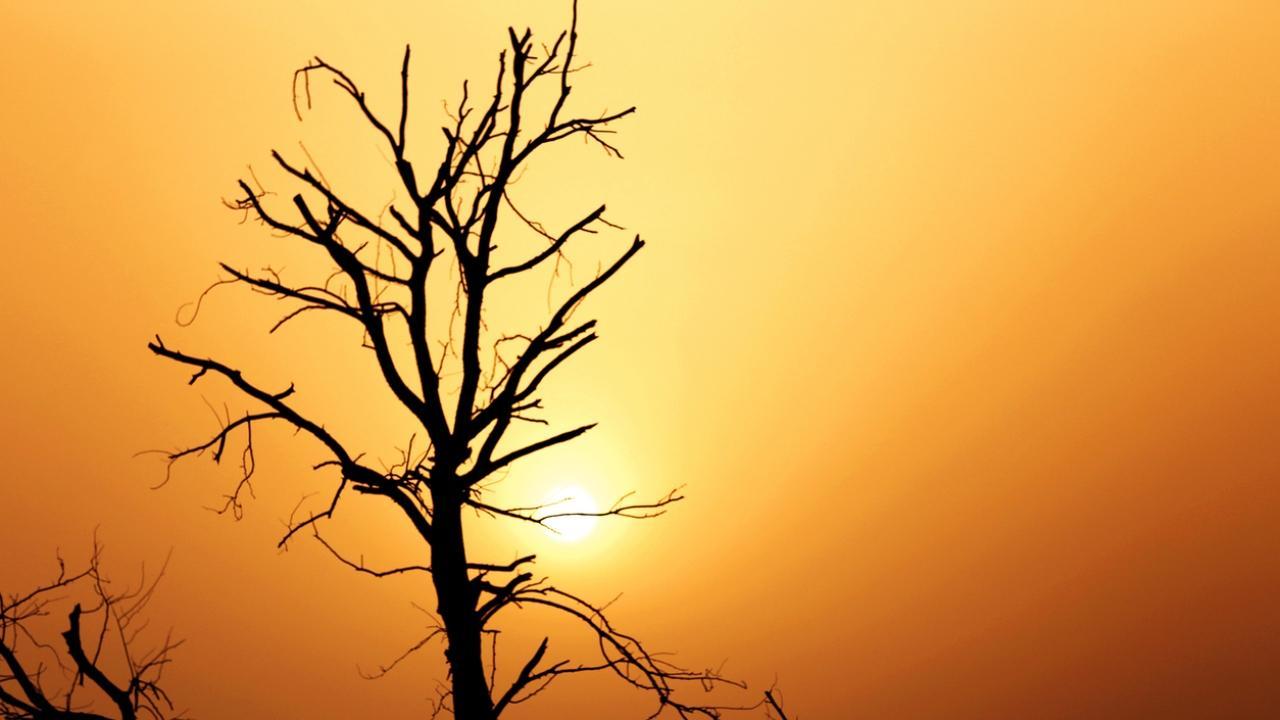 Thane: Three injured as tree falls near CIDCO bus stop