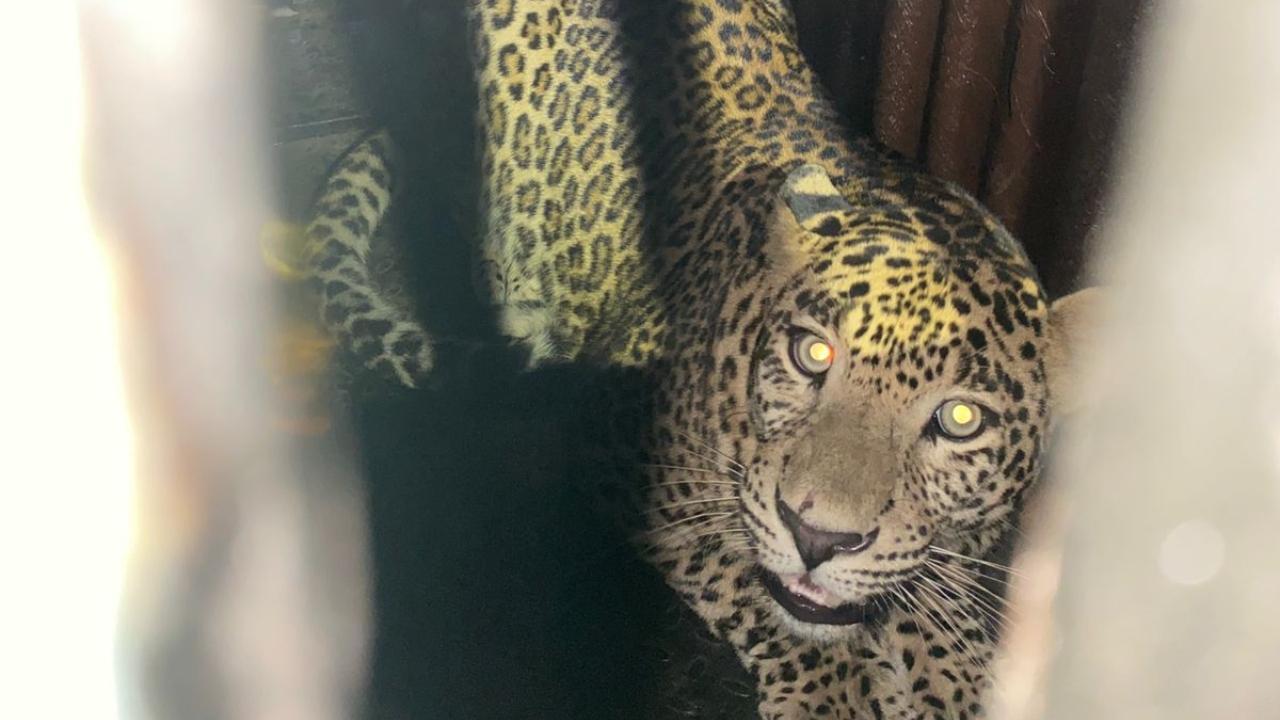 Mumbai: 3-year-old male leopard walks into trap cage in Goregaon's Aarey Colony