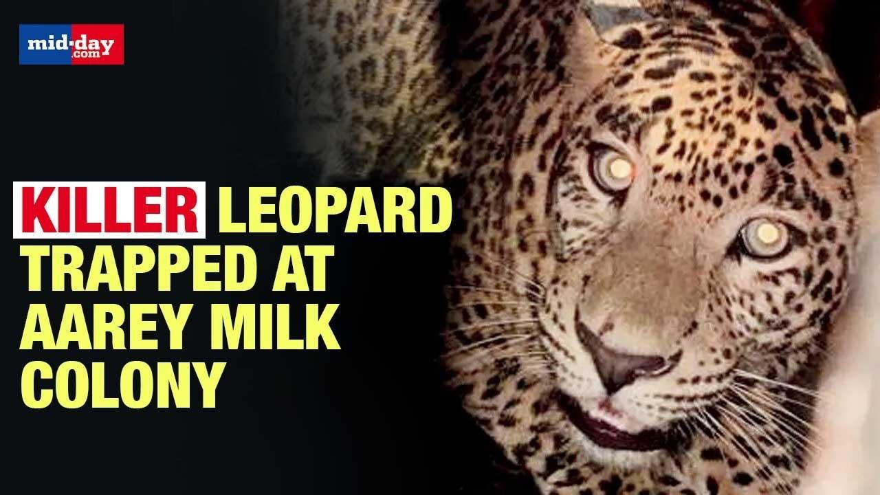 Aarey Leopard Attack: Suspect Leopard Trapped Search On For Other Big Cat