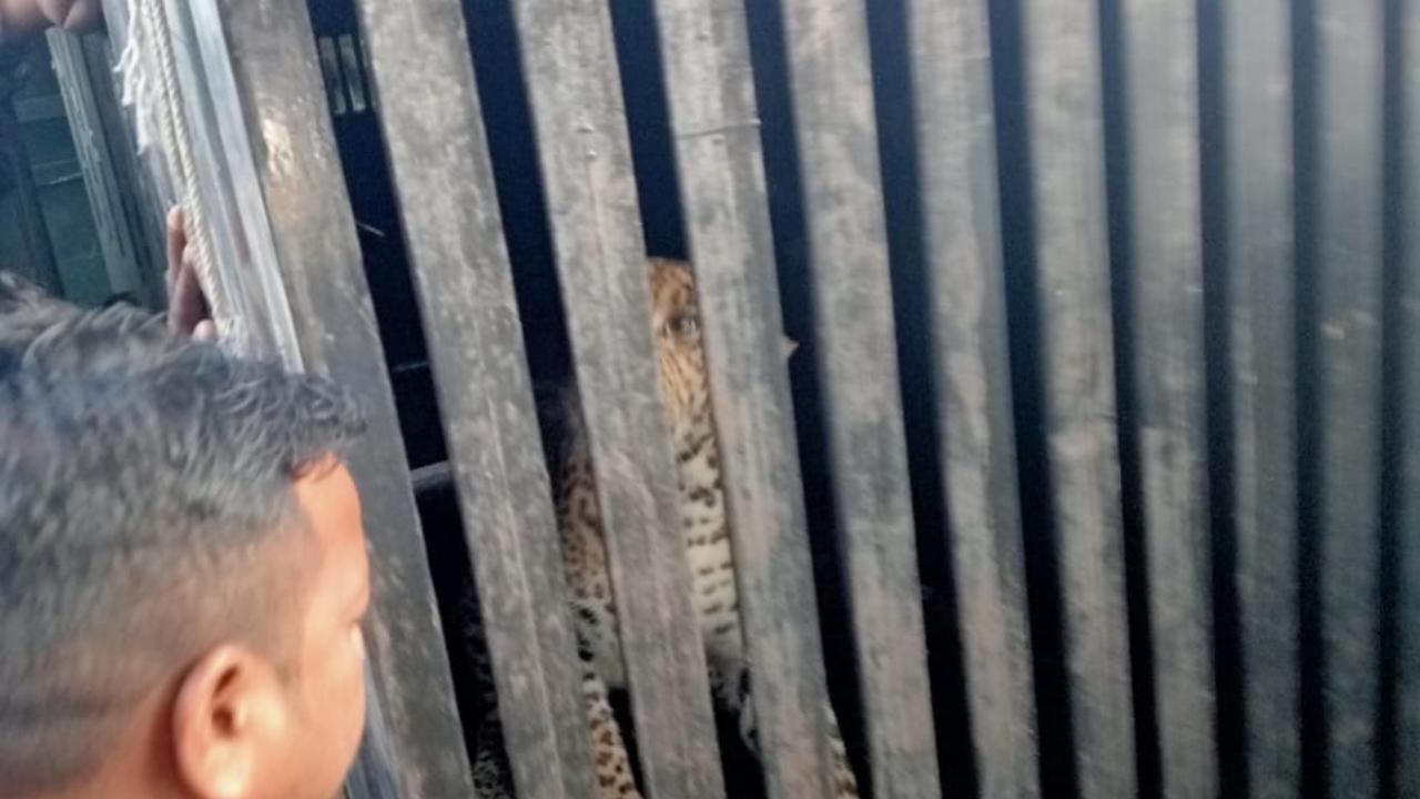 The forest department caught a male leopard in Goregaon's Aarey Colony on Sunday morning, the second feline to be captured in the last five days