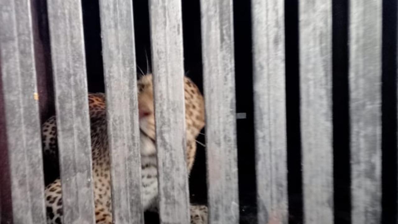 On Wednesday, a three-year-old male leopard was captured in Aarey's unit number 17 and was also taken to the rescue centre in the SGNP