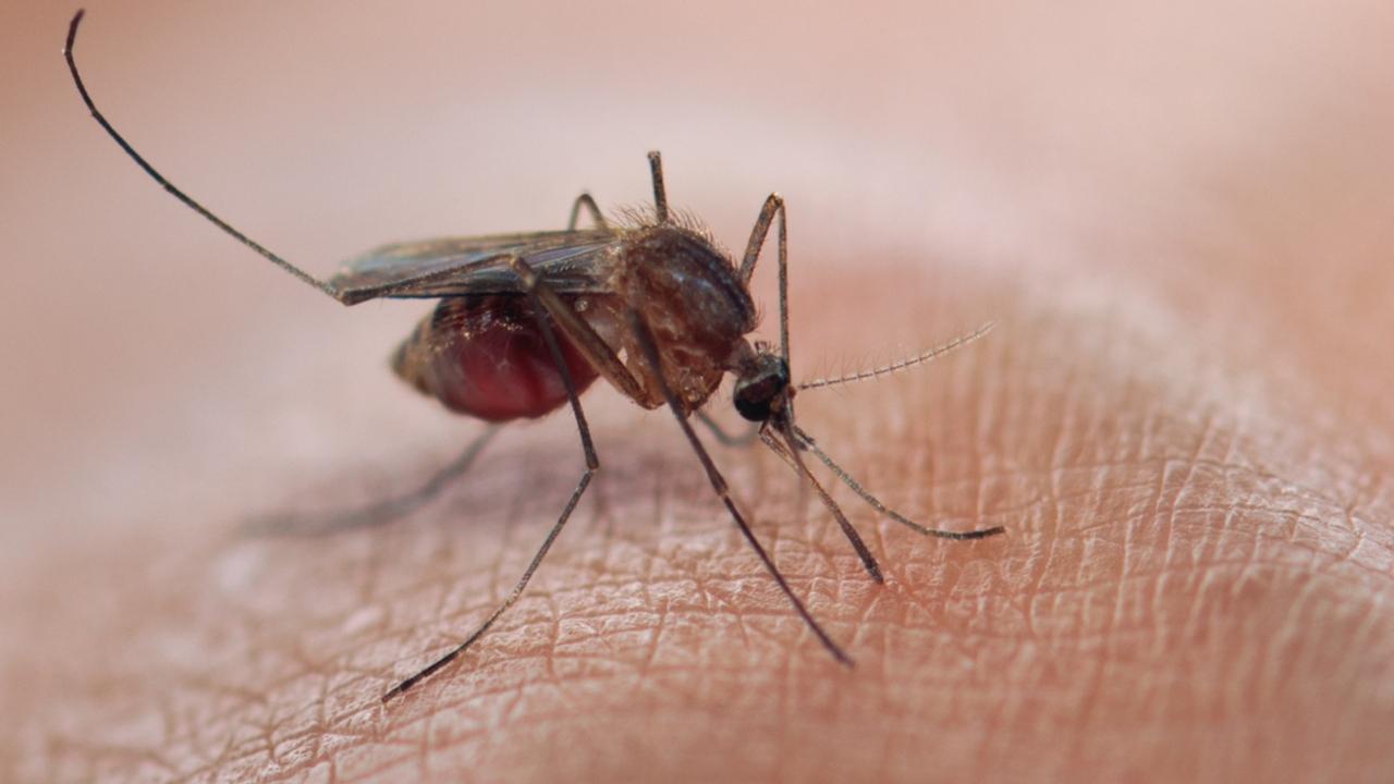 Mumbai News LIVE Updates: City logs 659 malaria cases in September, reveals BMC