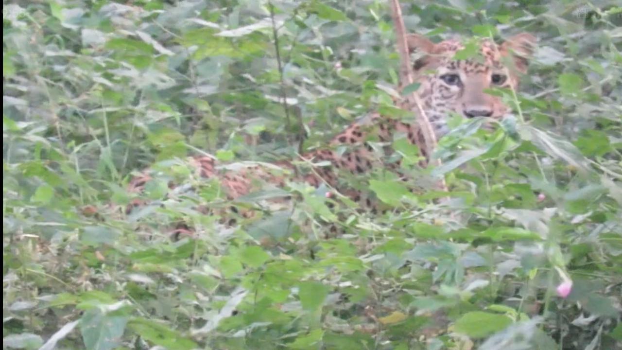Mumbai: SGNP rescue team, Aarey locals report seeing another leopard