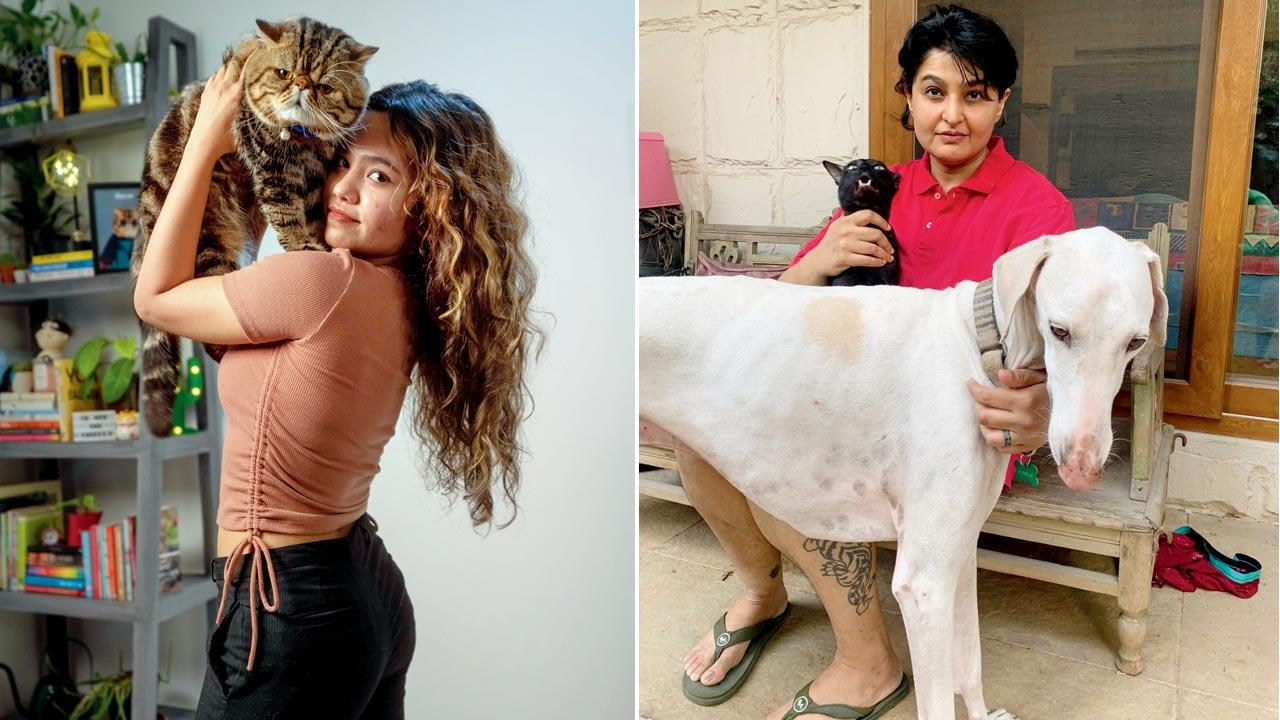 @oscarthebullcat: Oscar politely wags his tail to tell Amanda Tong to stop rubbing his belly. Tail wags mean different things in dogs and cats. Pic/Bark Butler; (right) @citizenk9india:  Raj Mariwala’s Mudhol hound Nimbu knows that when she goes up the flight of stairs at night, Mariwala is retiring for the day. If he wants some kind of engagement, he will block her way and they play. Scooty the cat also gangs up with Nimbu to get what they want from the humans of the house 