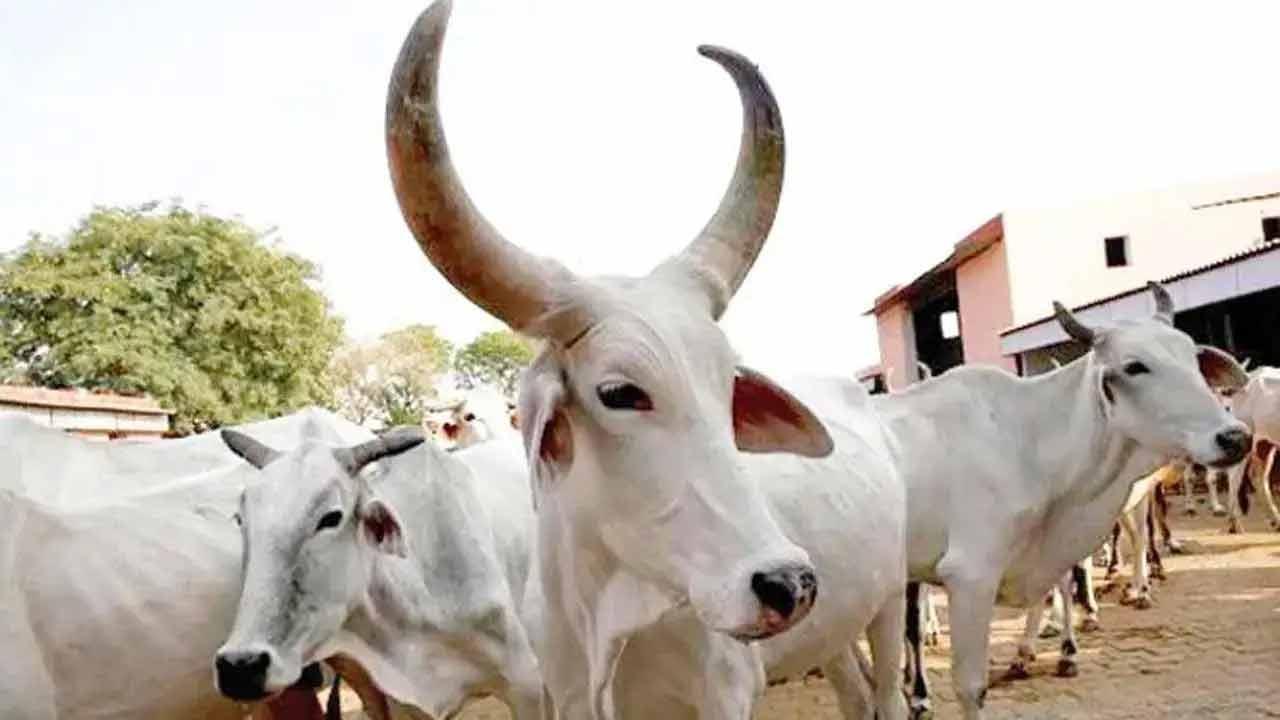 22 cattle died of lumpy skin disease in Maharashtra in one month