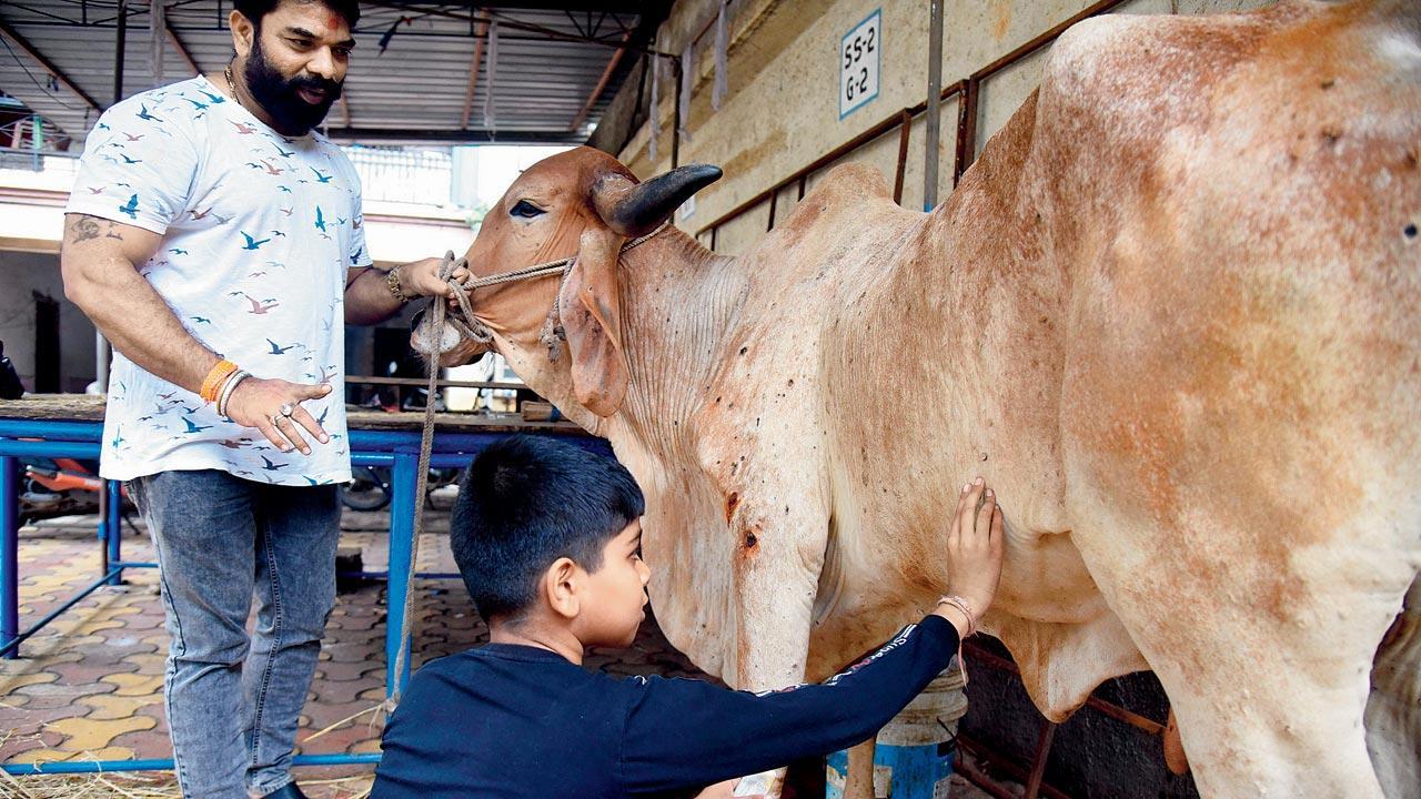 Lumpy Skin Disease: Are we staring at a milk drought in Maharashtra? Lumpy Skin Disease: Are we staring at a milk drought in Maharashtra?