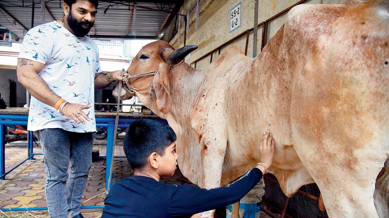 Lumpy Skin Disease: Are we staring at a milk drought in Maharashtra?