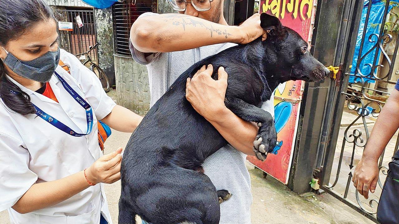 Mumbai: BMC to vaccinate 70 per cent of city’s street dogs