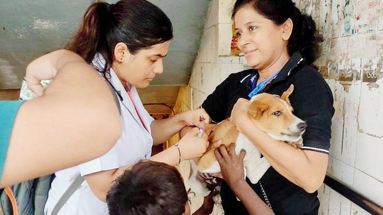 BMC staffers vaccinate a dog on Tuesday