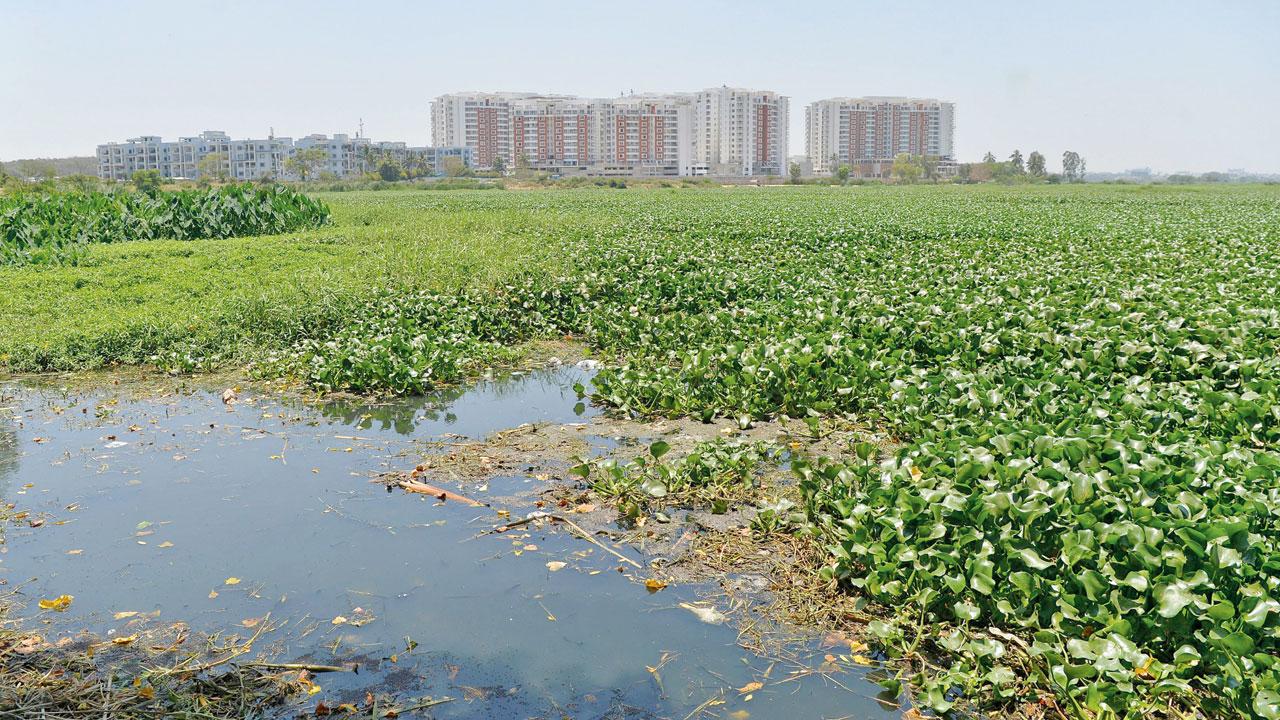 Bellandur Lake is the largest water body of the city. File pic/AFP