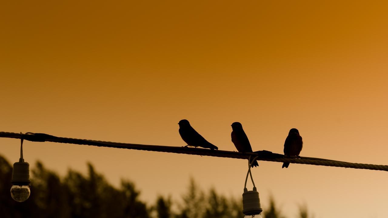 Odisha: Govindpur village declares itself as 'Birds Village'