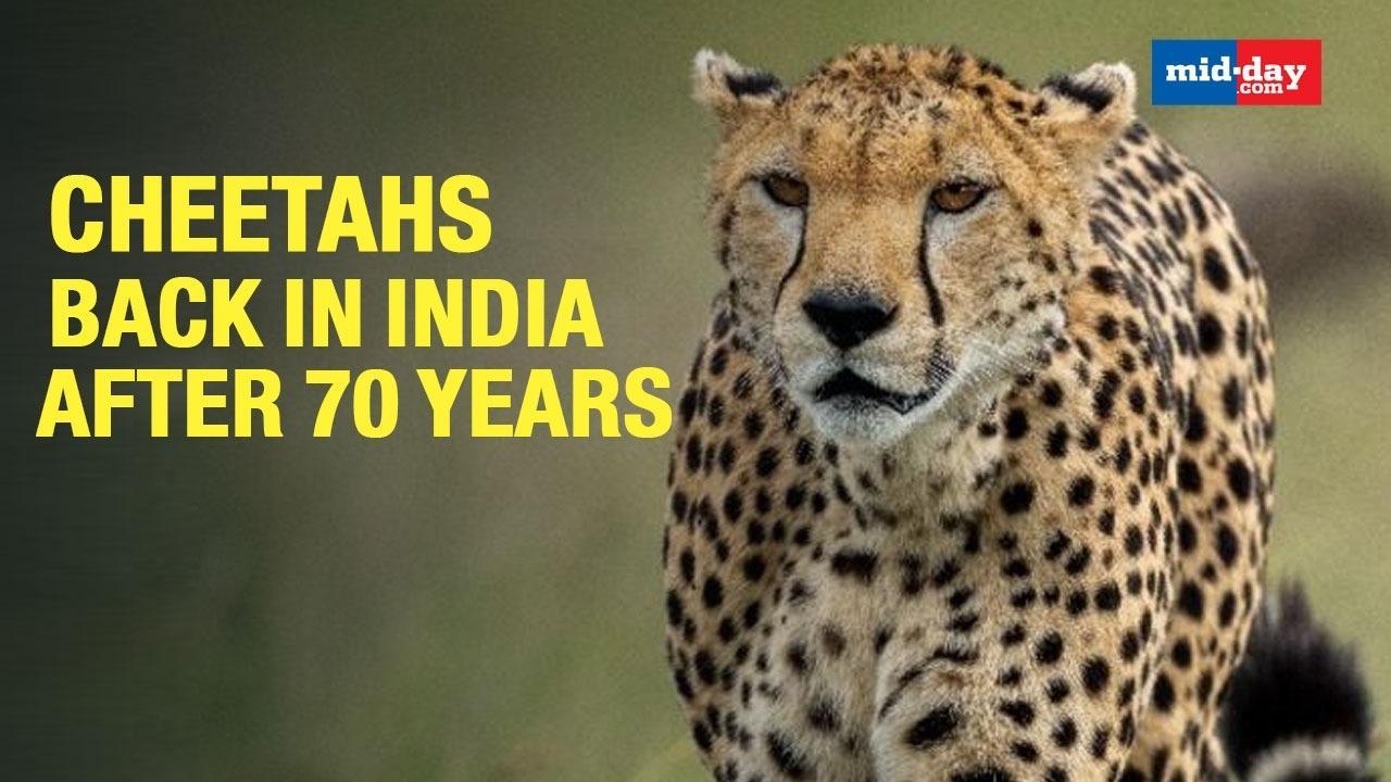Cheetahs Back In India After 70 Years