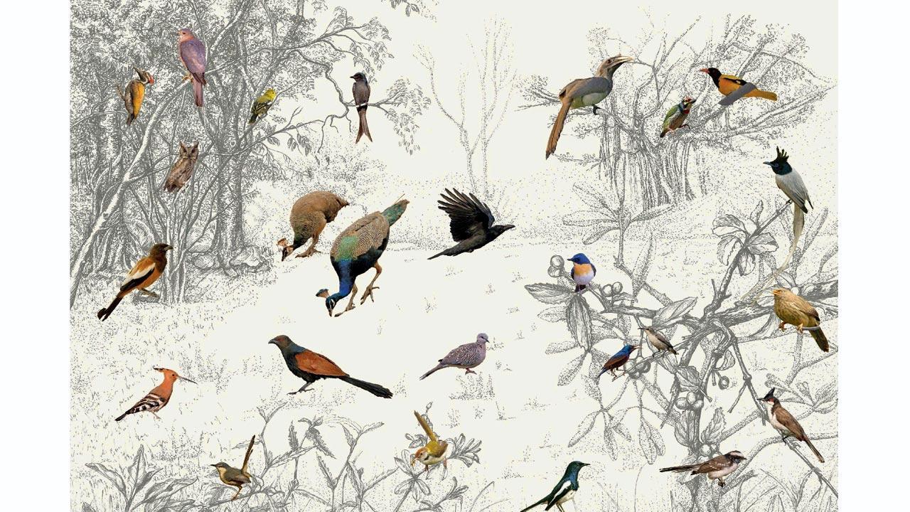 Call of the wild: These interactive posters are a perfect guide for amateur birders