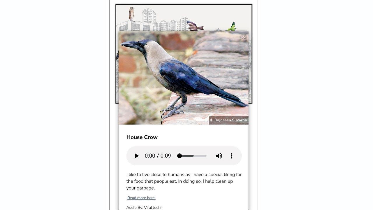 Screengrab of the poster depicting a house crow and its call. Pic Courtesy/Rajneesh Suvarna
