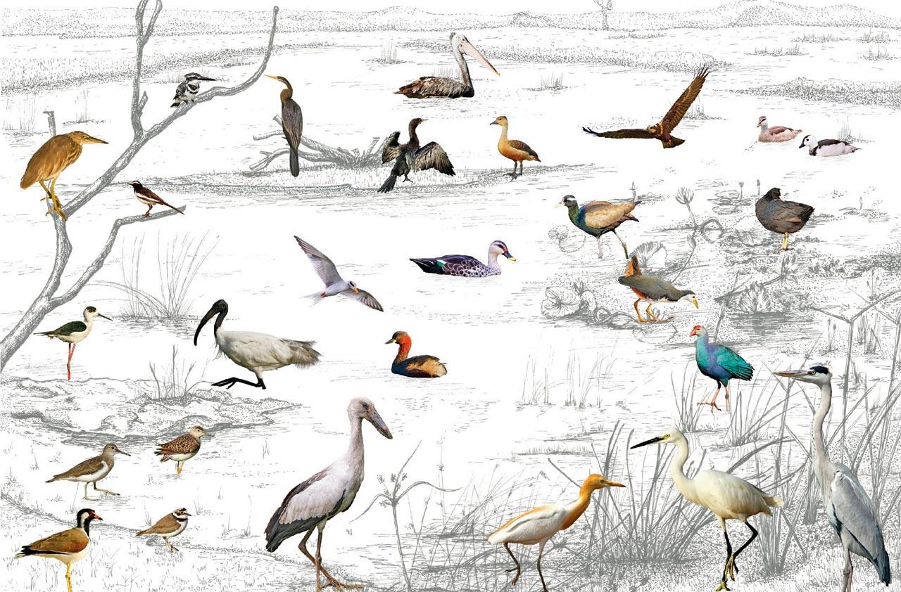 Wetland birds