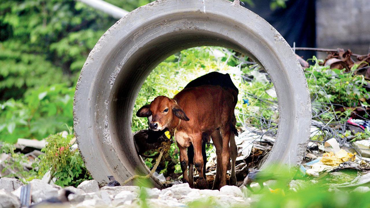 Delhi: Cattle report lumpy skin disease