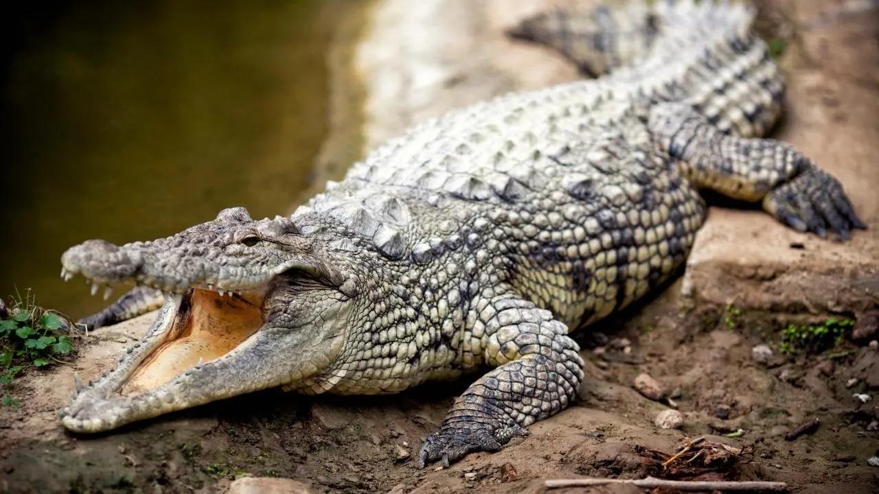 Crocodile spotted inside government school in Uttar Pradesh's Aligarh