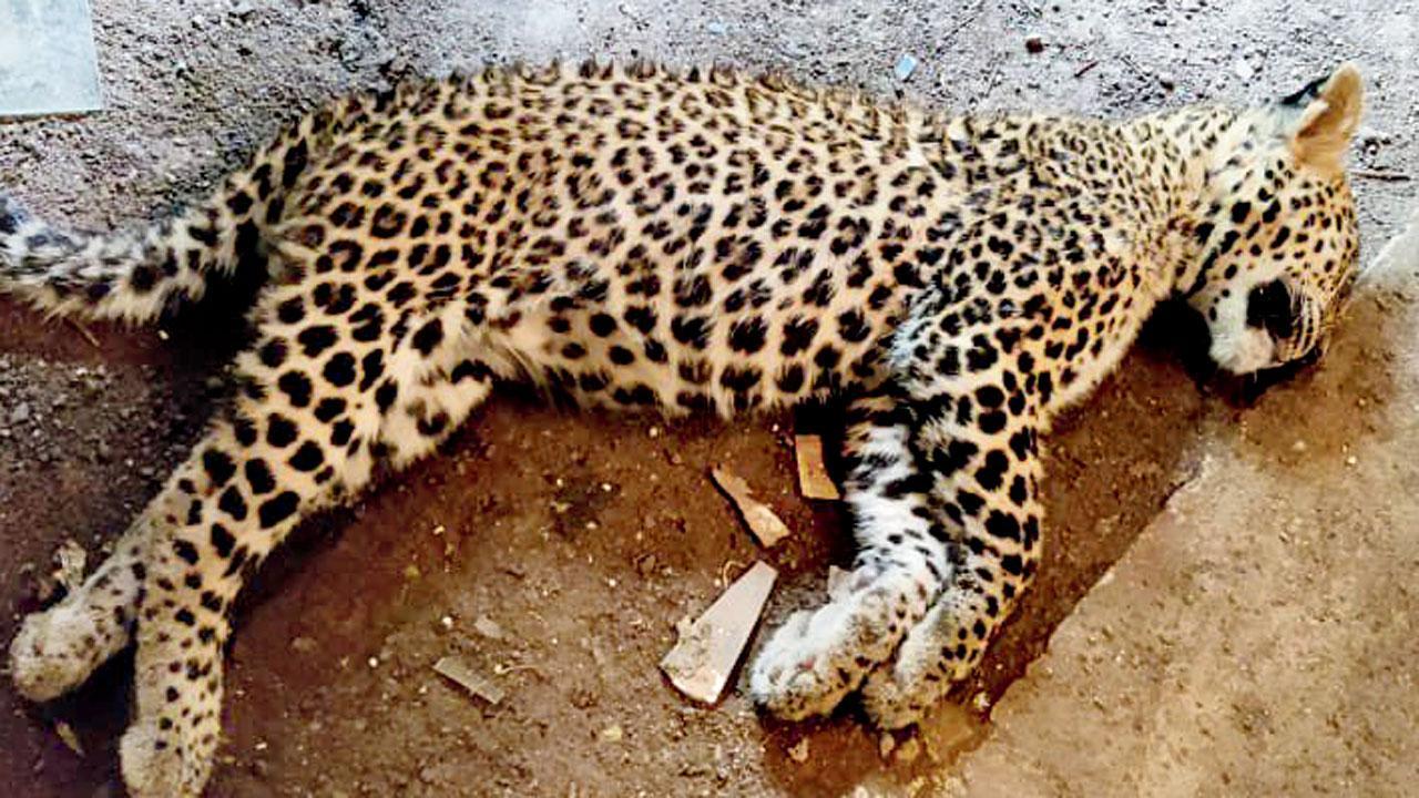 Mumbai: Leopard cub found dead on Film City premises