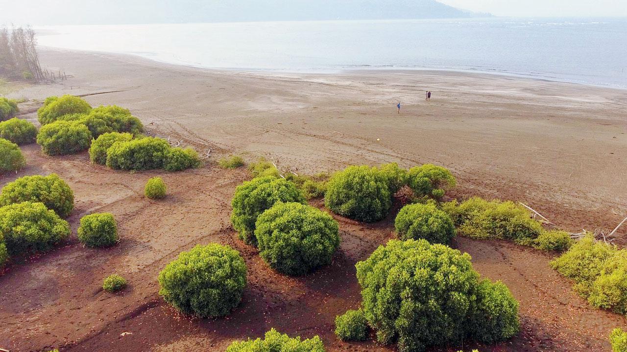 Maharashtra: Conservationists raise alarm over vanishing coastal ecosystems in Raigad