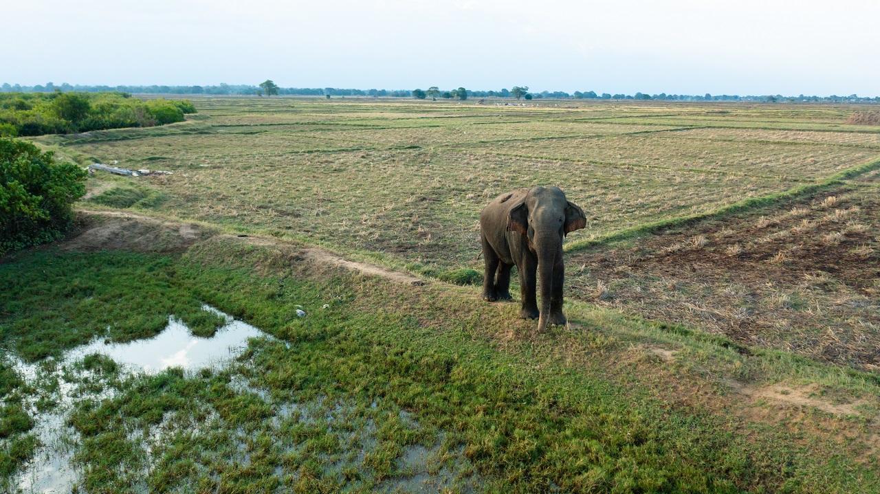 Maharashtra: Wild elephants destroy crops in villages of Gondia district