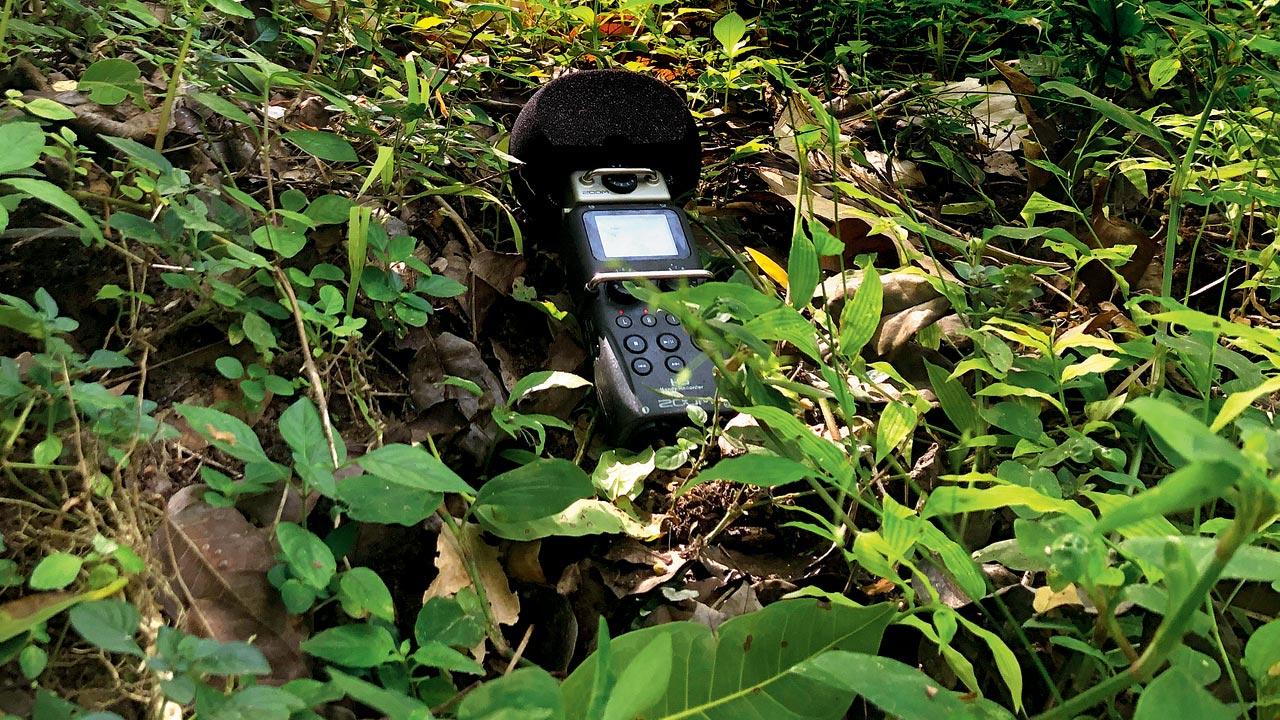 They hid recorders to capture the sounds of rain, wind, bees, chainsaw, animals… everything