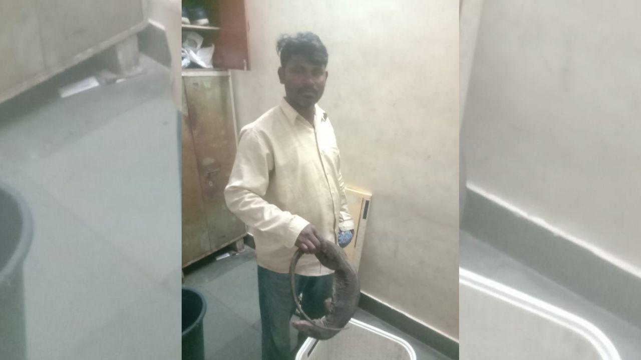 Mumbai: Man held for smuggling dead Indian monitor lizard