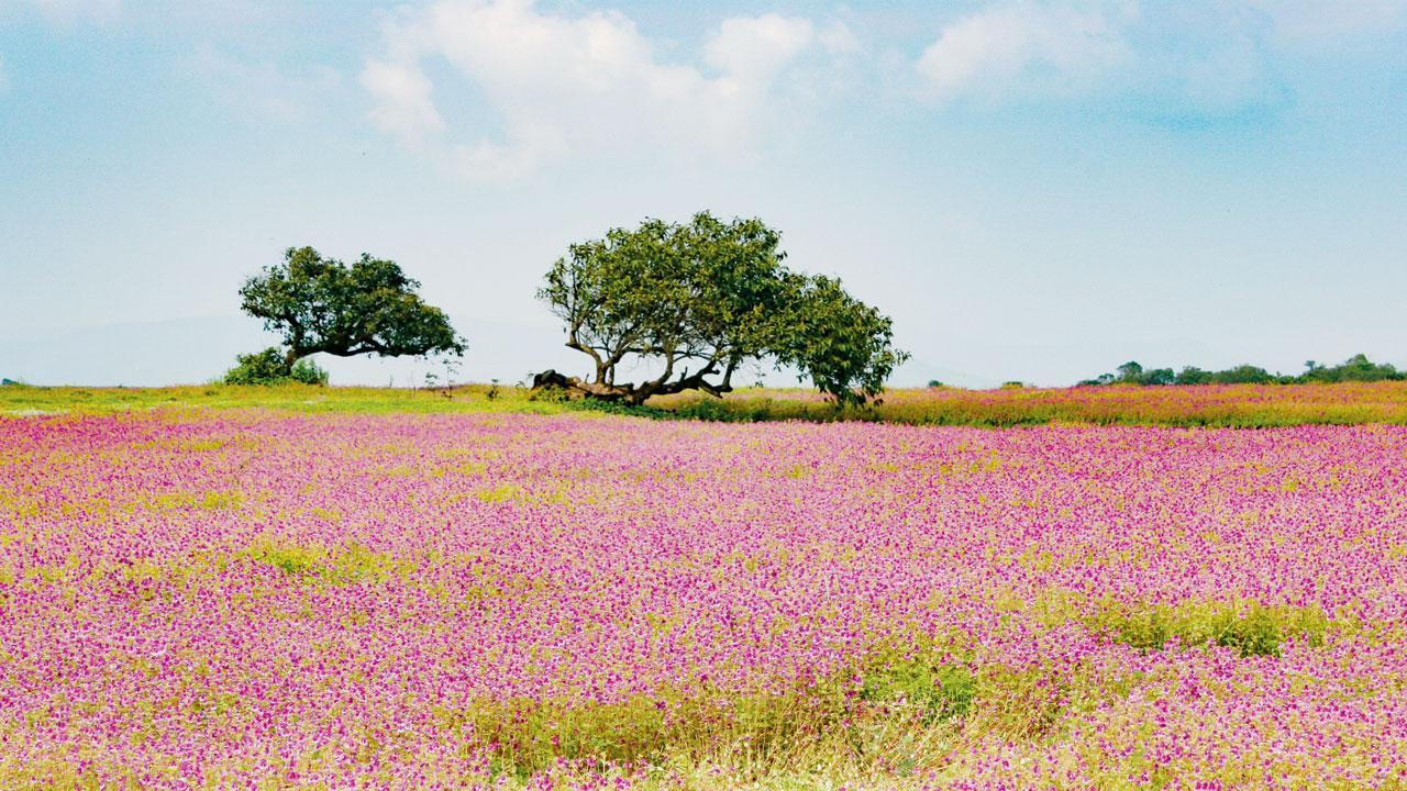 Flower power: Here's how you can plan your October trip to Kaas plateau