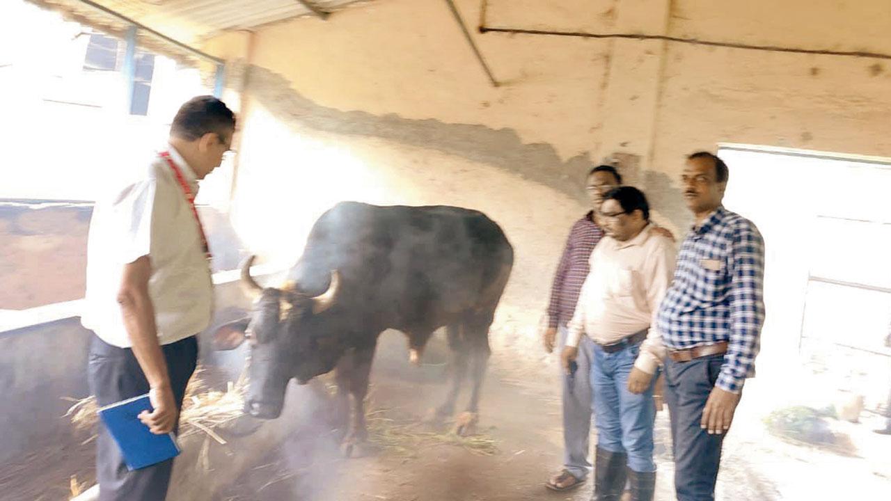 Officials examine cattle suspected to have lumpy skin disease