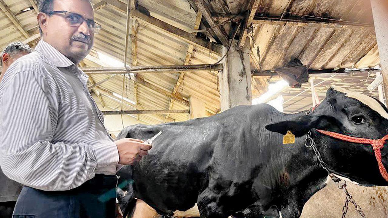 Two bovines in Mumbai test positive for lumpy skin disease, recover quickly